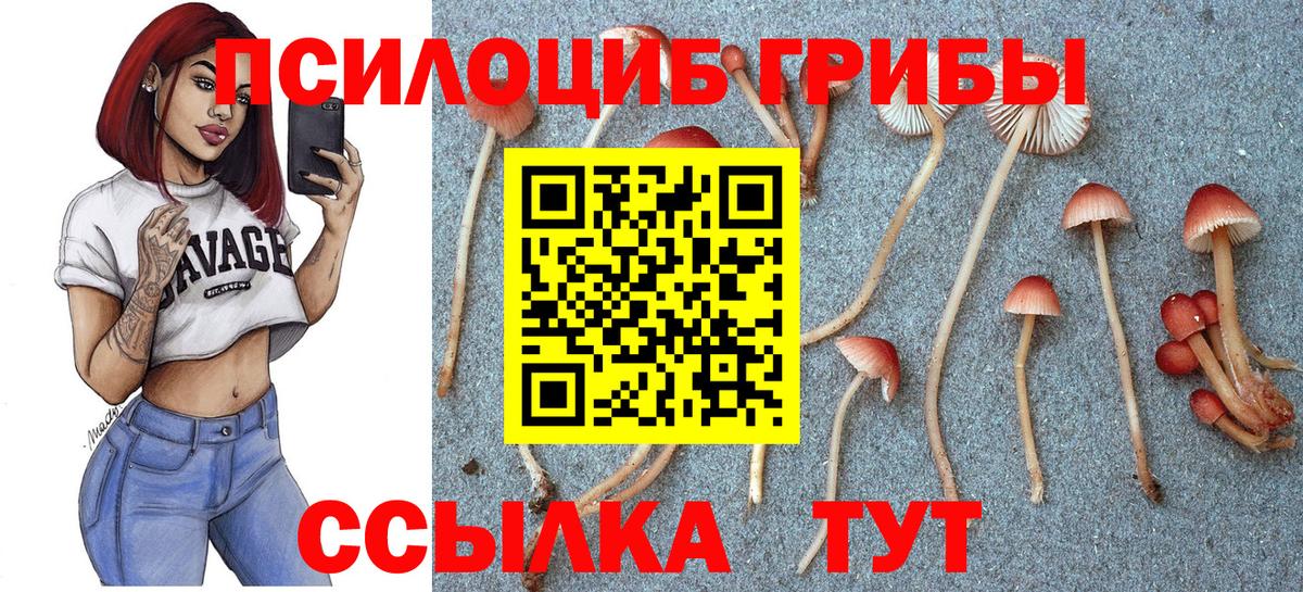 Галлюциногенные грибы Psilocybine cubensis  Псилоцибиновые грибы прущие грибы  Кемерово  Вход с VPN 